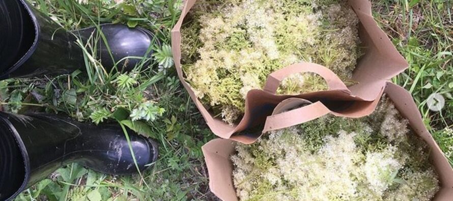 Drottningar på de nordiska ängarna – ÄLGGRÄS (Filipendula ulmaria) och BRUDBRÖD (Filipendula vulgaris)